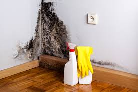 Mold Documentation for Insurance Claims in Mountain View, AR